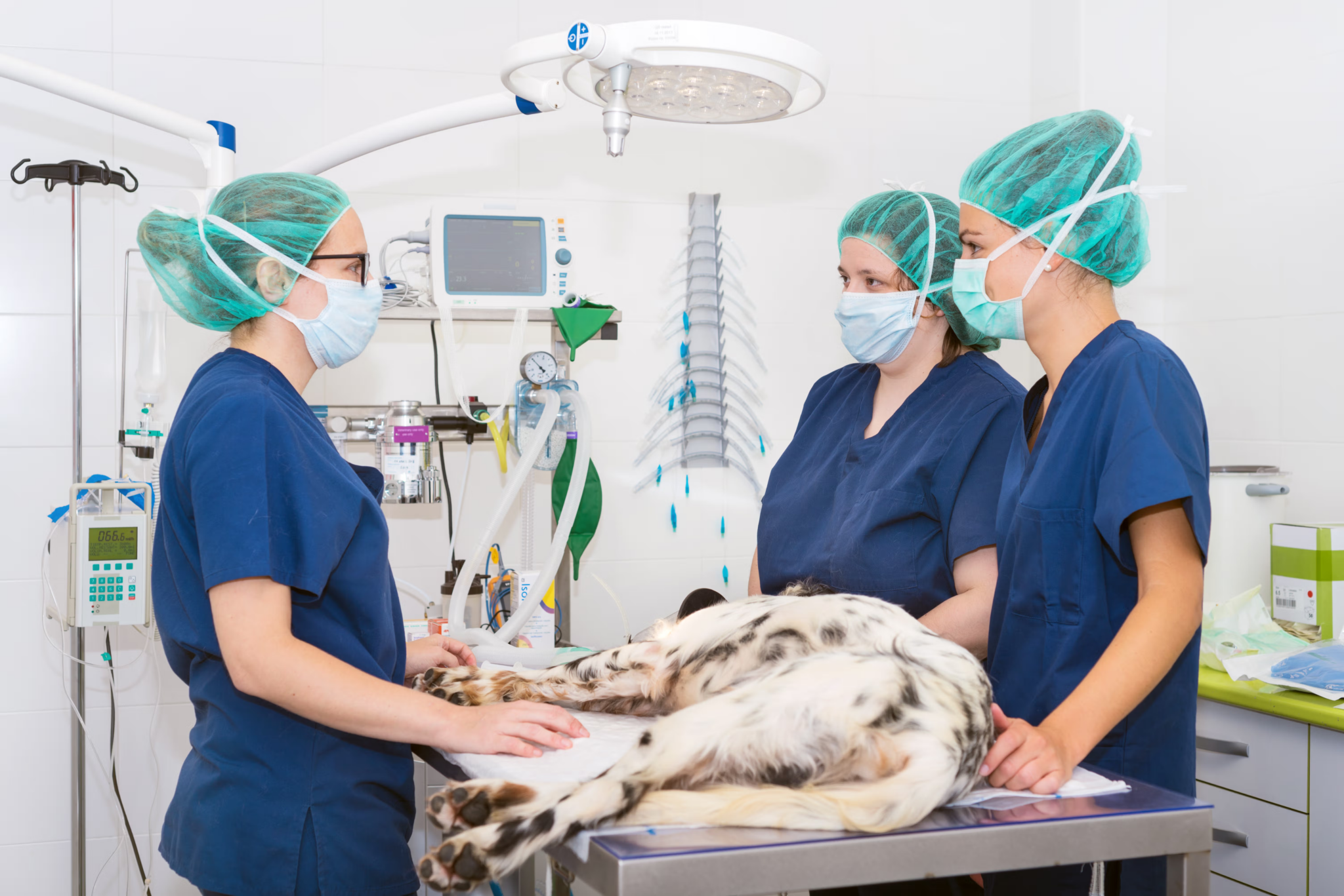 Top 8 Veterinary Surgical Instruments and Their Uses in Animal Surgery