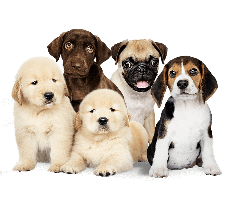 Group portrait of five puppies against a white backdrop.
