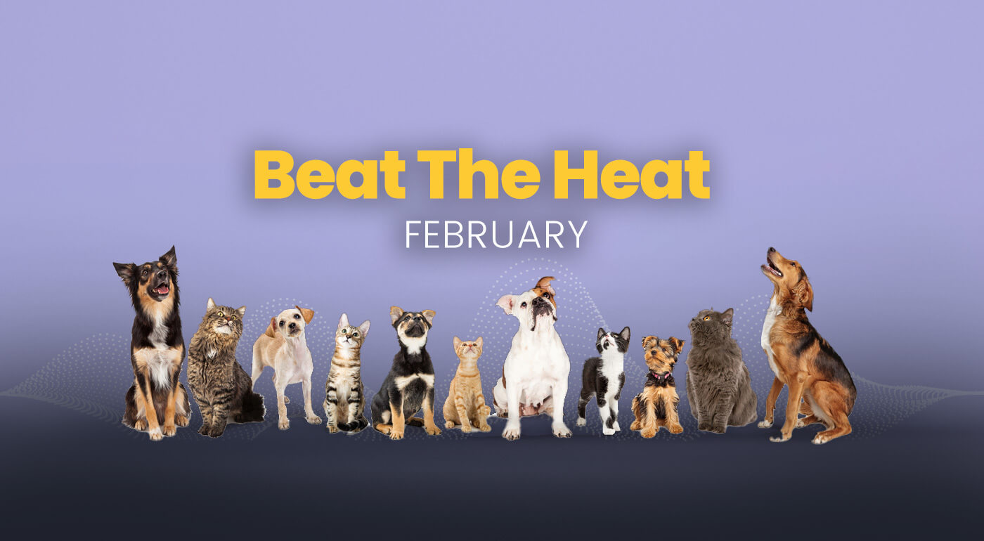 Intriquip's Beat The Heat February campaign with various pets