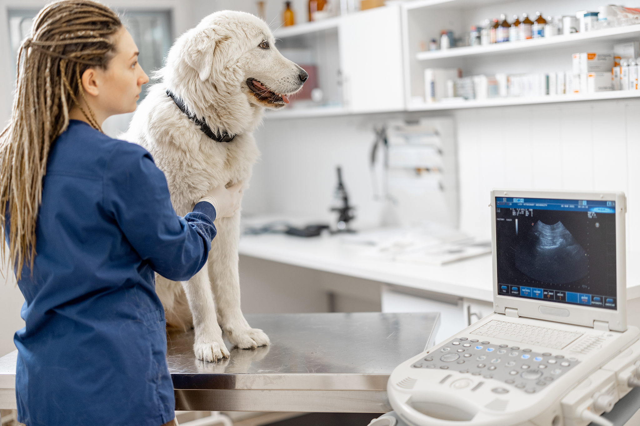 Veterinary Testing Veterinary Diagnostic Equipments | Therapeutic Equipments