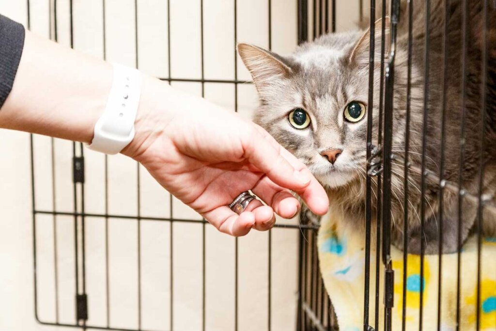 Hand Petting Scared Cat in Cage