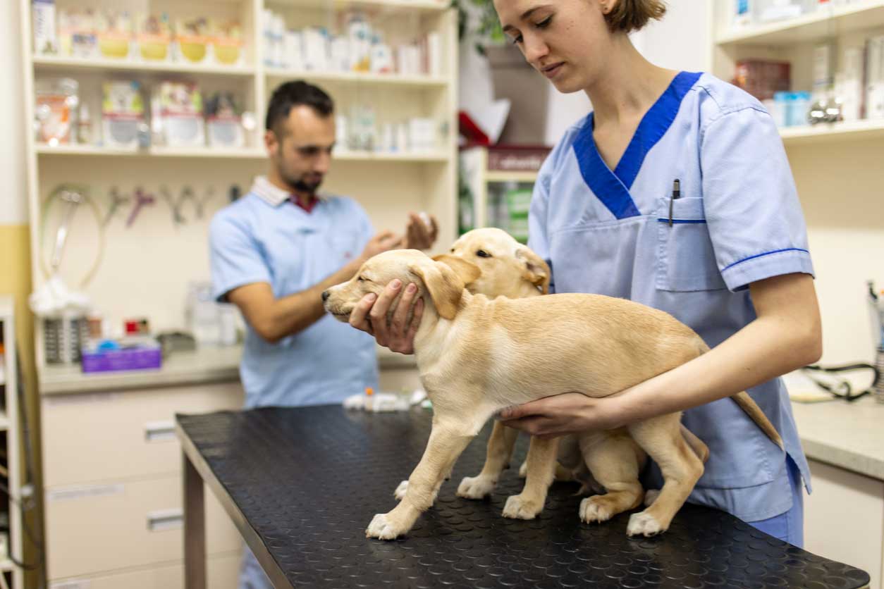 Veterinarian examining Labrador puppies during a health check-up