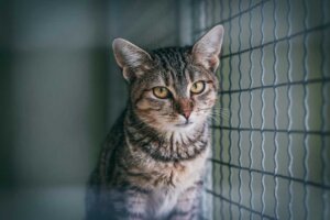 abandoned cat in cage