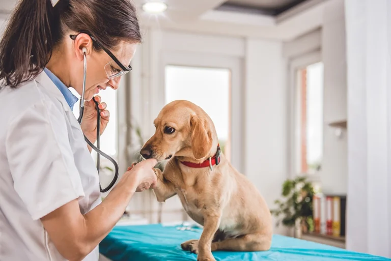 Veterinarian examining a golden retriever with a stethoscope in a well-lit clinic room.